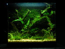 Vallisneria Nana